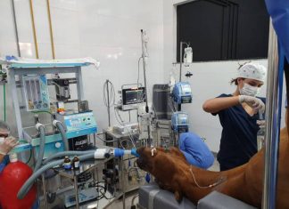 Hospital Veterinário do Ceulp/Ulbra realiza cirurgia inédita no TO