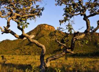 Projeto no Cerrado recupera área de 110 mil campos de futebol