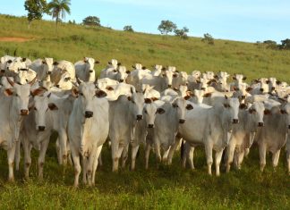 Governo do Tocantins lançará oficialmente a campanha de vacinação contra febre aftosa em Gurupi