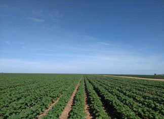 Produtores de algodão já estão autorizados a plantar a oleaginosa