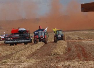IBGE estima queda de 1% na safra de grãos em 2020