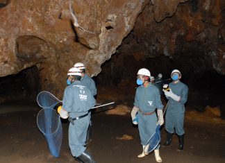 Tocantins reduz em 66% os focos de raiva dos herbívoros e retira 13 municípios da obrigatoriedade da vacinação