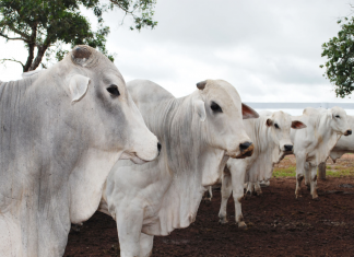 Declaração da vacinação contra febre aftosa encerra dia 10 de dezembro