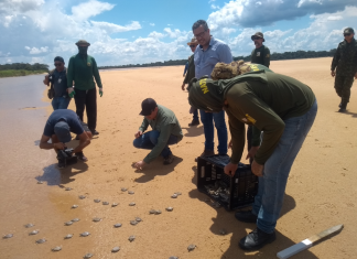 Projeto Quelônios estima produção de mais de 130 mil filhotes no Tocantins