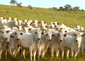 Tocantins vacina mais de 3,7 milhões de bovídeos na segunda etapa de vacinação contra febre aftosa