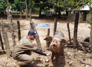 Ministério da Agricultura cria três zonas livres da PSC e inclui Tocantins