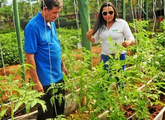 Com assistência técnica e extensão rural o campo se desenvolve