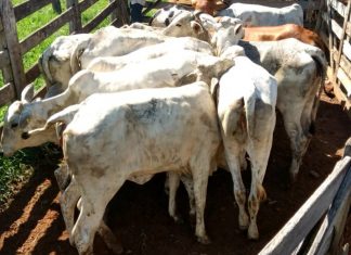 Polícias Civil e Militar do Sudeste do Estado recuperam 15 cabeças de gado furtadas