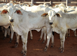 Tocantins vacinou 94,14% das bezerras contra brucelose