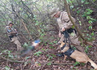 Cão farejador da Polícia Militar auxilia na detenção de foragido da Justiça em Aragominas