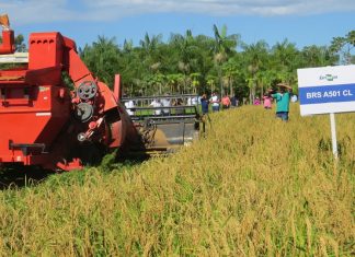 Governo realiza ação estratégica de desenvolvimento sustentável na agricultura e pecuária para viabilizar recuperação de áreas degradadas