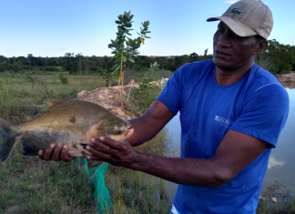 Ação integrada do Governo beneficia comunidades Quilombolas com 17 mil alevinos para produção de peixes