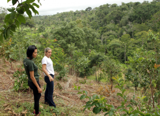Governo do Tocantins e ONG iniciam a preparação de áreas para o plantio de árvores