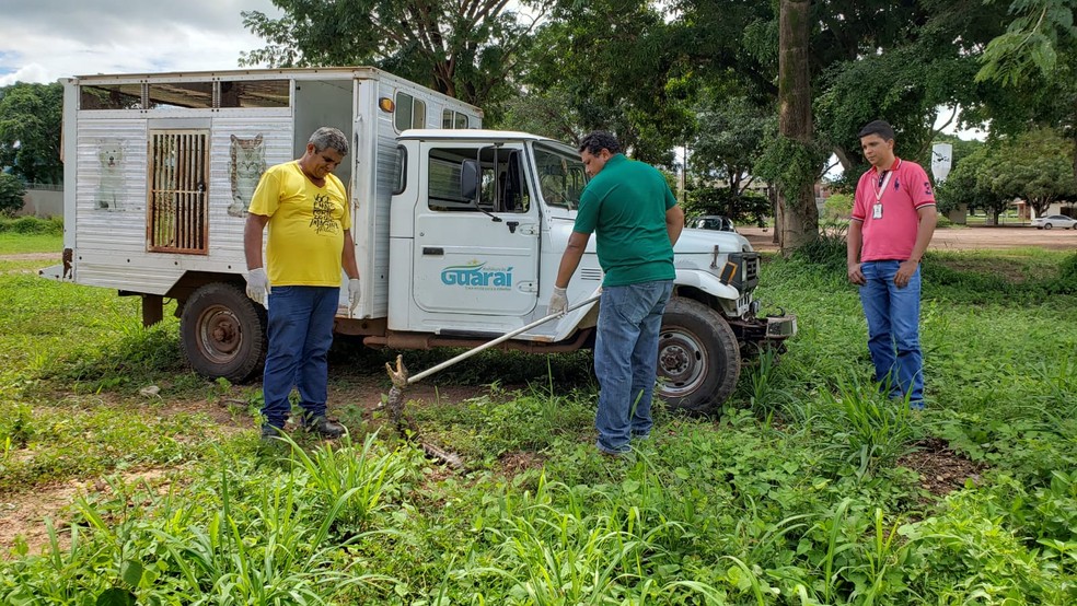 Animal foi imobilizado pro equipe do CCZ — Foto: Guaraí Notícias/Divulgação
