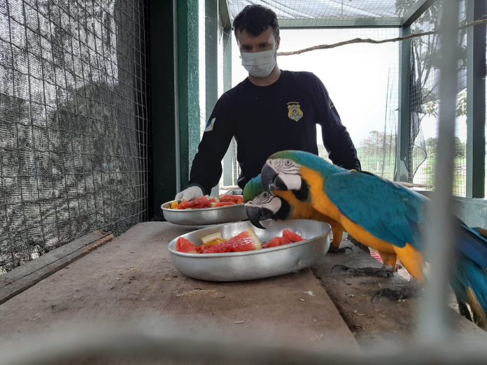 DistribuiC3A7C3A3o-da-alimentaC3A7C3A3o-diC3A1ria-dos-animais-silvestres-no-Cefau_CrC3A9dito-Acervo-Cefau-Governo-do-Tocantins