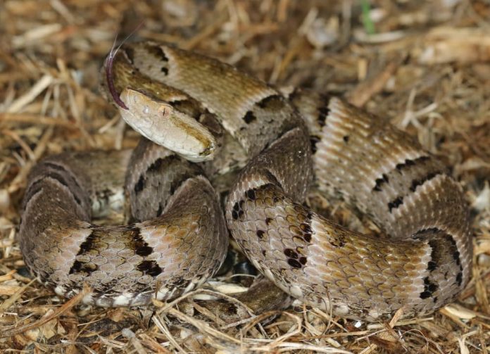 PM faz alerta sobre acidentes e óbitos relacionados a serpentes no Tocantins