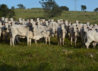 Tocantins prorroga vacinação contra febre aftosa para 15 de junho