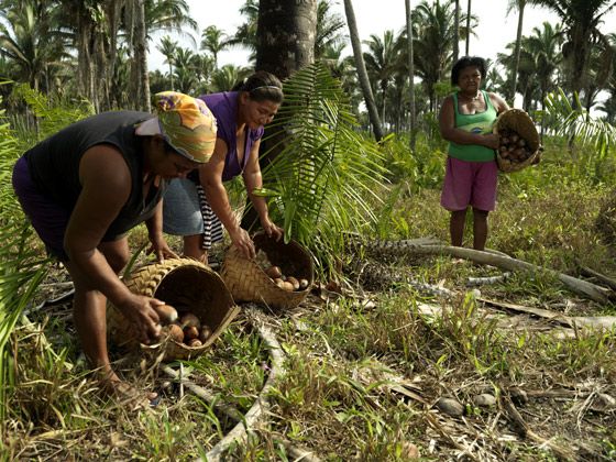 Governo do Tocantins entrega cestas básicas para comunidades tradicionais e assentamentos do Tocantins