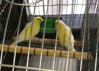 Renovação da licença 2020-2021 para criadores de passeriformes no Tocantins já está disponível