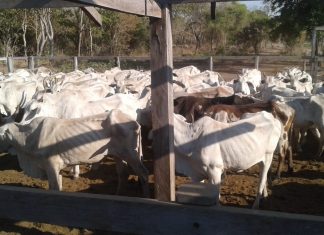 Rebanho de bovídeos da Ilha do Bananal começa a ser vacinado contra aftosa a partir do dia 1º de agosto