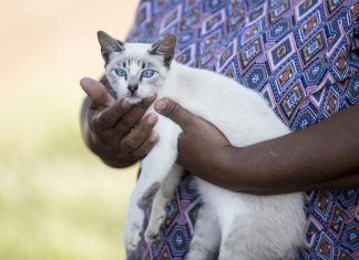 Vacinação contra raiva em cães e gatos passa a ser agendada previamente na Capital