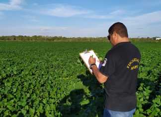 Adapec mantém o controle da ferrugem asiática da soja e plantio cresce 6,3% nas várzeas tropicais
