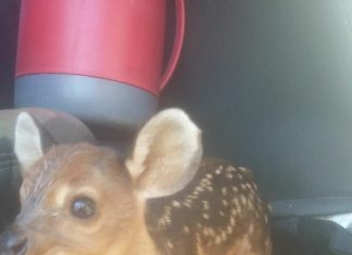 Guarda Metropolitana Ambiental recolhe filhote de veado-catingueiro na região Sul da Capital