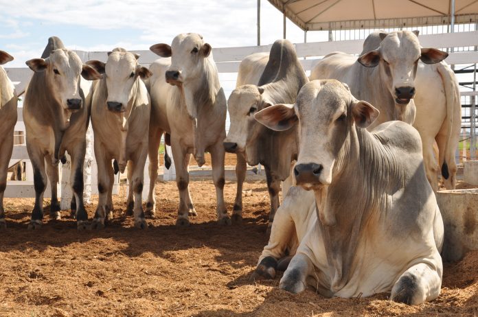 Programa de Melhoramento Genético de Palmas atinge a marca de 234 matrizes bovinas inseminadas