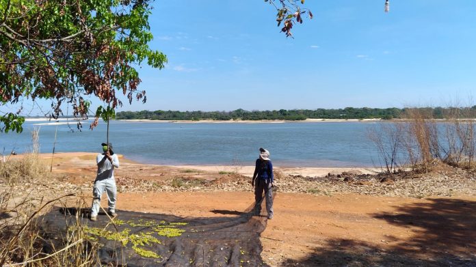 Ruraltins coleta mais de 20 mil sementes nativas para implementar projetos de recuperação de áreas degradadas e paisagismo urbano