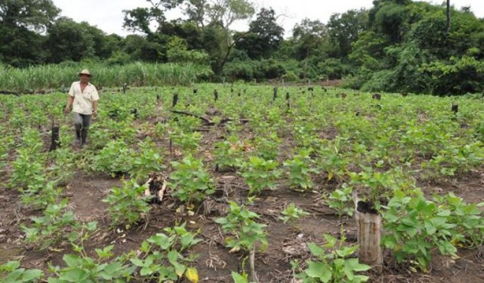Secretaria mobiliza empresas de extensão rural para cadastrar ao PNCF e retomar linhas de créditos aos agricultores familiares