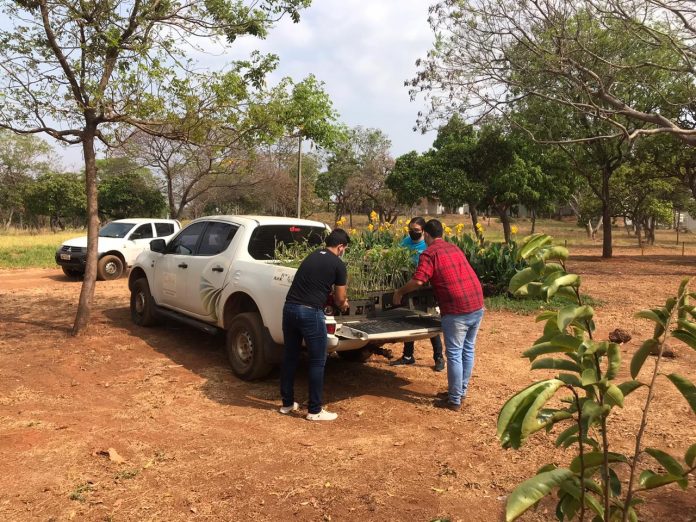 Dia Nacional da Árvore é comemorado no Tocantins