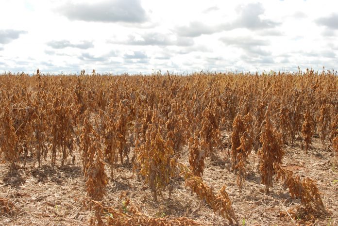 Adapec fiscalizará a comercialização e uso do herbicida paraquat que estará proibido a partir do próximo dia 22