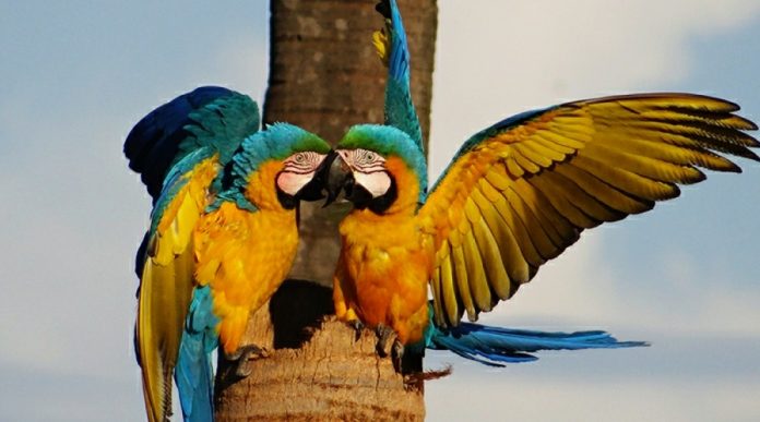 Arara é símbolo natural do Tocantins e encanta moradores da Capital