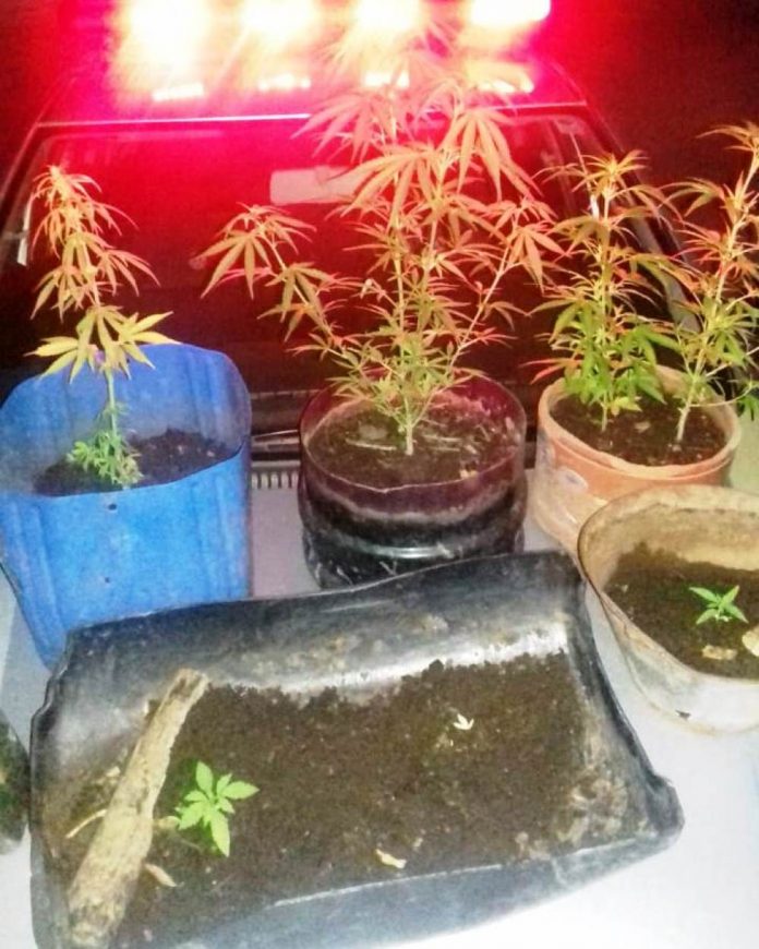 Trio suspeito de tráfico é preso e pés de maconha apreendidos pela PM em Taguatinga