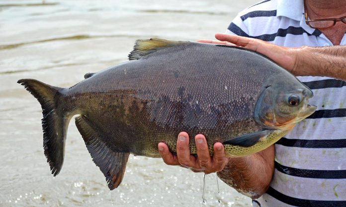 Governo do Tocantins estabelece regras para trânsito de pescado