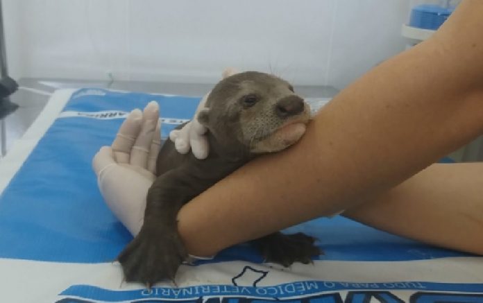 Filhote de ariranha é resgatado no rio Tocantins no município de Peixe