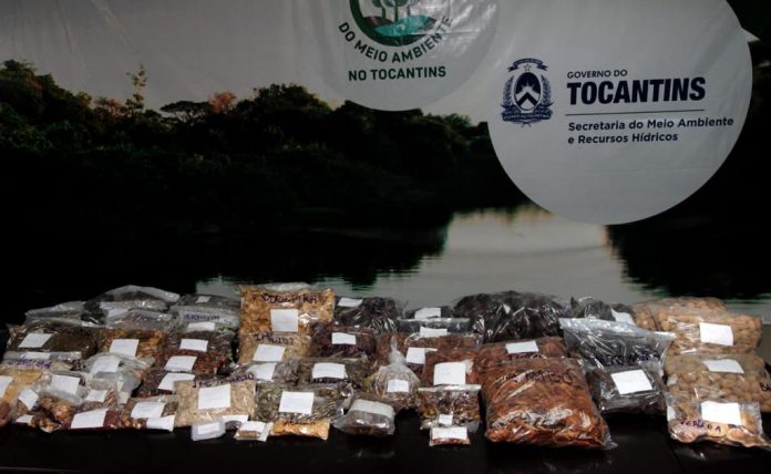 Viveiro recebe mais de 100 kg de sementes coletadas pelos Comitês de Bacia para recuperação de nascentes