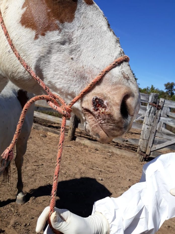 Araguatins registra primeiro caso de mormo, total no estado sobe para sete