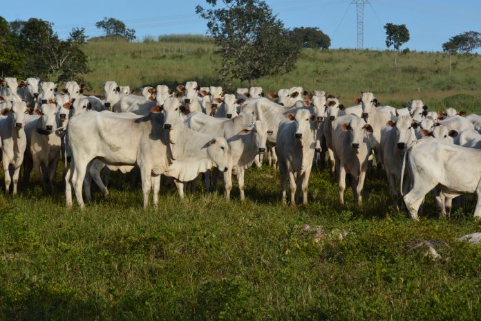 Segunda fase da campanha de vacinação contra febre aftosa começa dia 1º de novembro
