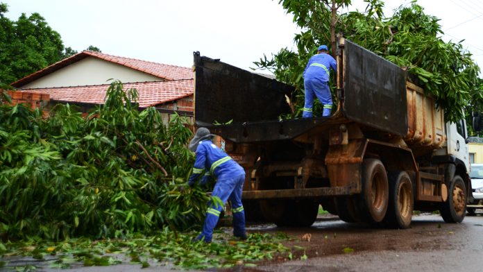Saiba como solicitar o serviço de recolhimento de galhadas em Palmas
