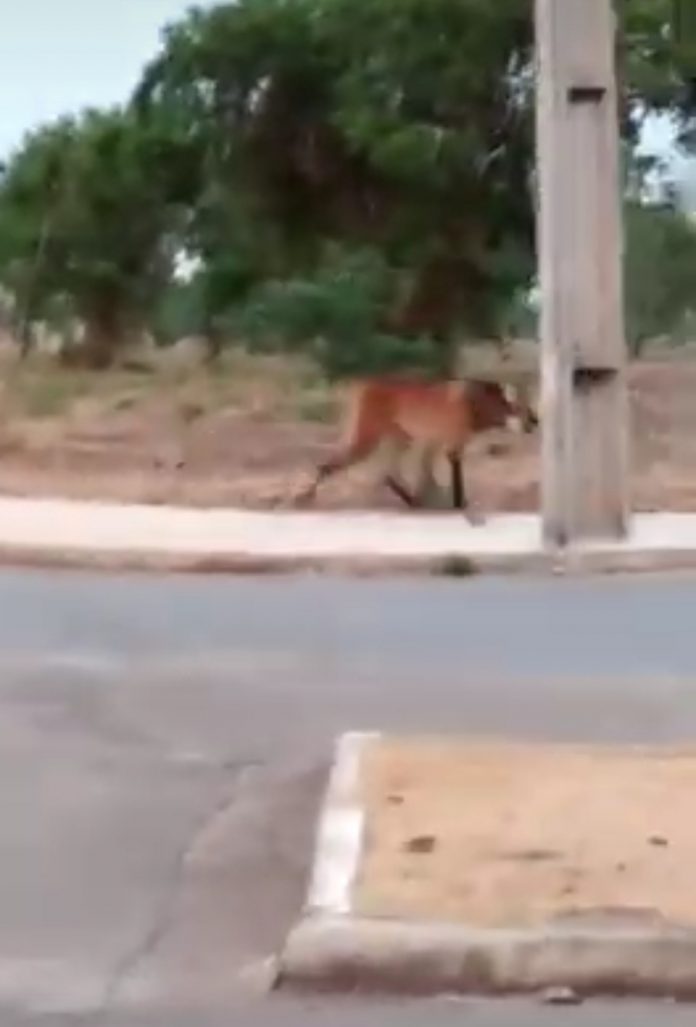 Morador encontra lobo-guará em avenida no centro de Palmas; veja o vídeo