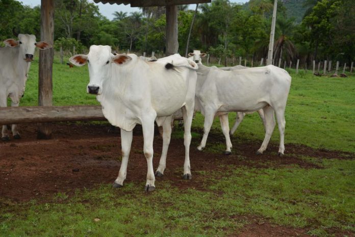 Vacina contra brucelose em bovídeas de 3 a 8 meses deve ser feita até 31 de dezembro