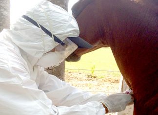 Tocantins registra segundo caso de Mormo neste ano de 2021