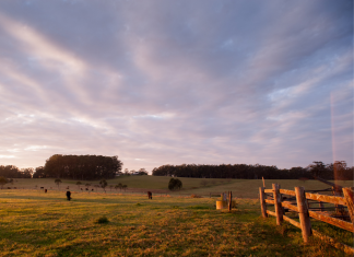 Fazendeiro consegue liminar para evitar sacrifício de cavalo avaliado em R$ 50 mil que está com suspeita de mormo