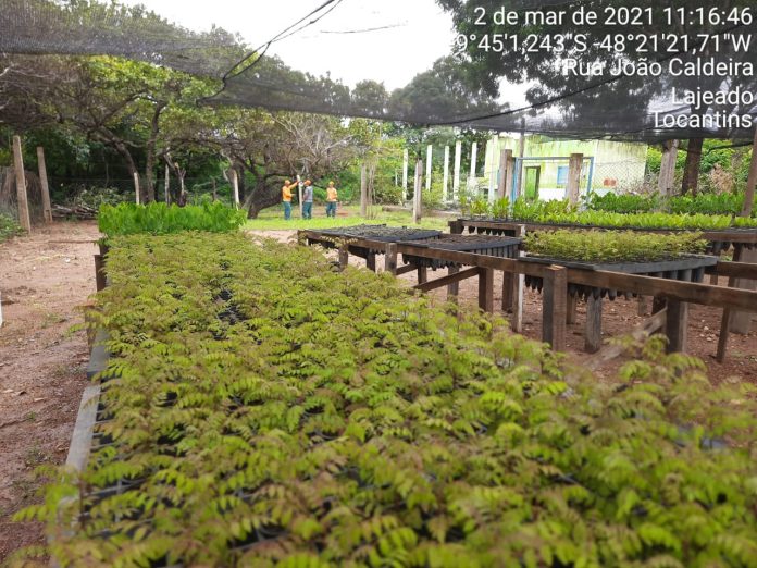 Viveiro-novo-amplia-capaciade-de-produC3A7C3A3o-de-10-mil-para-16-mil-mudas-por-ano