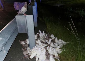 Pombos-correio perdidos param estrada nos EUA