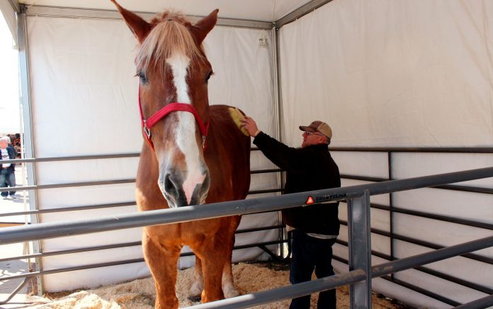 Cavalo mais alto do mundo morre aos 20 anos nos EUA