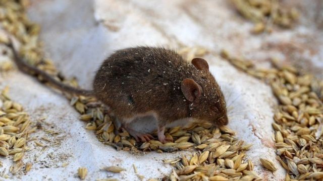 Praga de ratos na Austrália: Qual a origem da infestação e como fazendeiros estão lutando contra ela