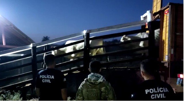Polícia Civil recupera quase 150 cabeças de gado que teriam sido furtadas por filho de fazendeiro