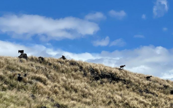 Havaí cria loteria para sortear cabras que estão invadindo Parque Nacional